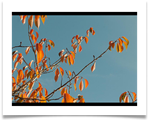 Leaves The Light On - Chris Berg